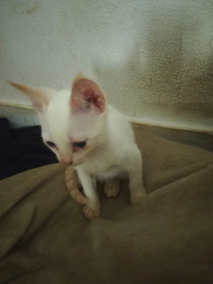 Gato raça SRD-ViraLata idade Abaixo de 2 meses nome Clara