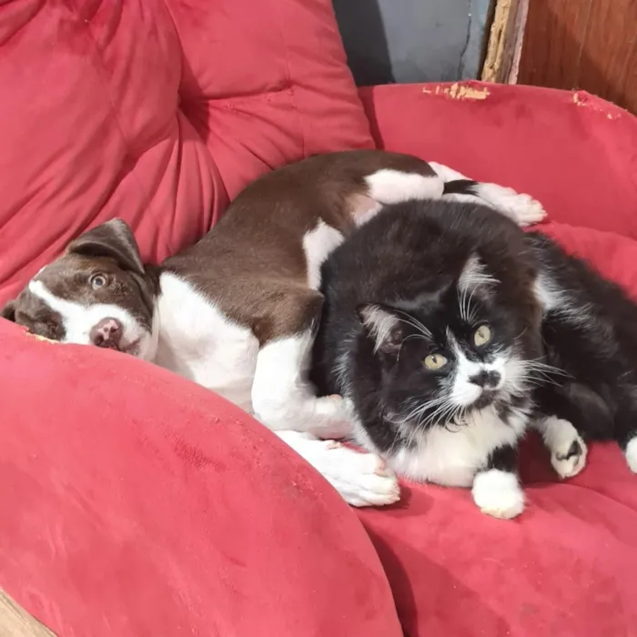Cachorro raça SRD-ViraLata idade 2 a 6 meses nome Thomas