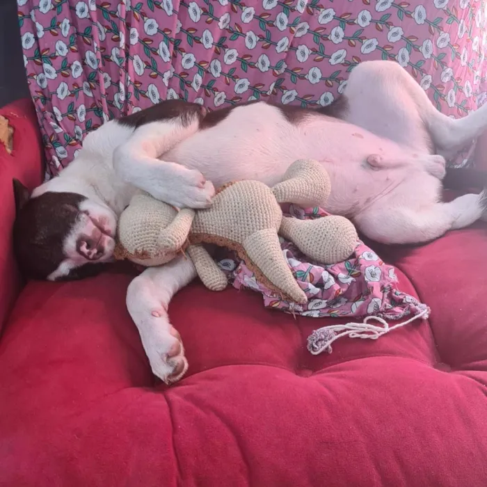 Cachorro raça SRD-ViraLata idade 2 a 6 meses nome Thomas