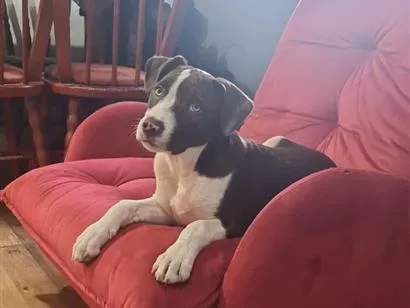 Cachorro raça SRD-ViraLata idade 2 a 6 meses nome Thomas