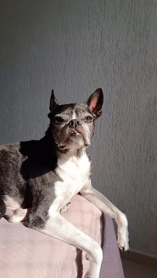 Cachorro raça Boston Terrier idade 6 ou mais anos nome Astolfo