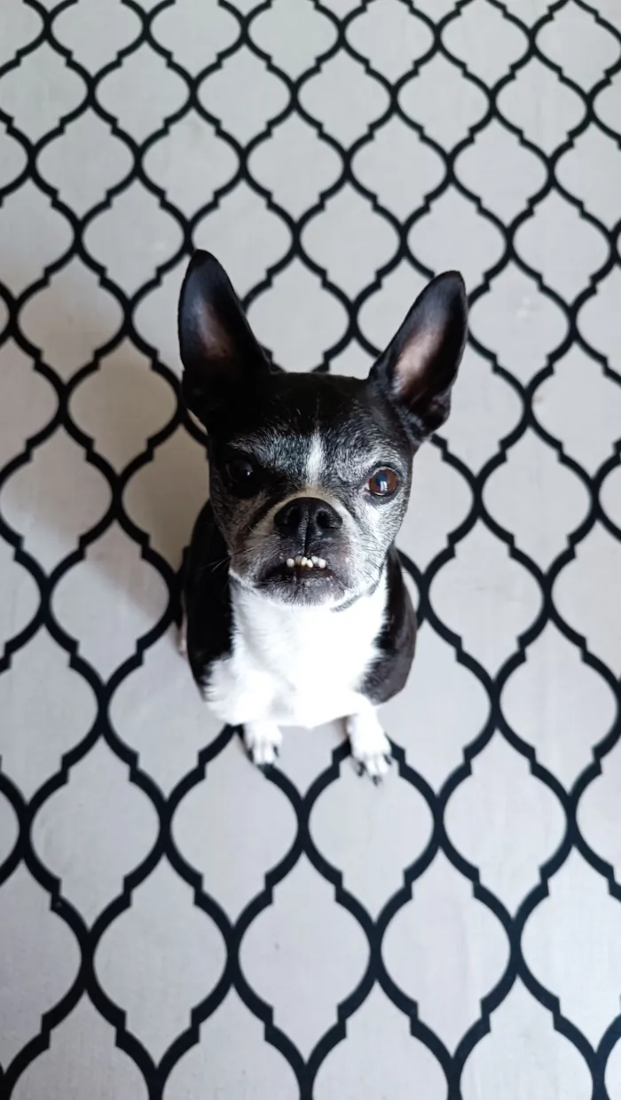 Cachorro raça Boston Terrier idade 6 ou mais anos nome Astolfo