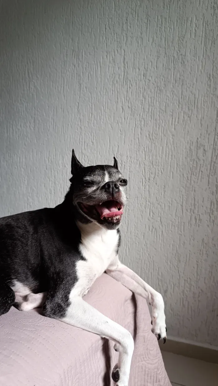Cachorro raça Boston Terrier idade 6 ou mais anos nome Astolfo