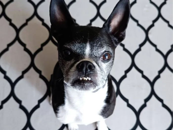 Cachorro raça Boston Terrier idade 6 ou mais anos nome Astolfo
