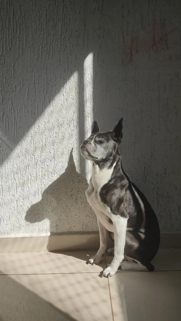 Cachorro raça Boston Terrier idade 6 ou mais anos nome Tolfo