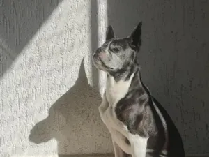 Cachorro raça Boston Terrier idade 6 ou mais anos nome Tolfo