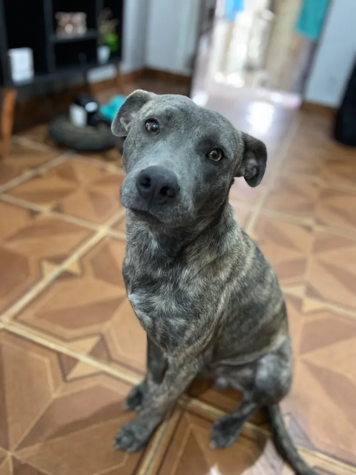Cachorro raça SRD-ViraLata idade 1 ano nome Jeffinho