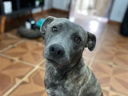 Cachorro raça SRD-ViraLata idade 1 ano nome Jeffinho