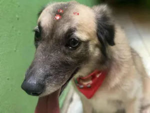 Cachorro raça SRD-ViraLata idade 1 ano nome Lira 