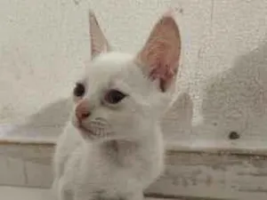 Gato raça SRD-ViraLata idade Abaixo de 2 meses nome Clara