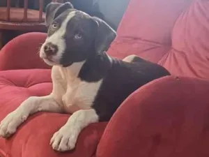 Cachorro raça SRD-ViraLata idade 2 a 6 meses nome Thomas