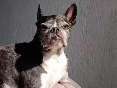 Cachorro raça Boston Terrier idade 6 ou mais anos nome Astolfo