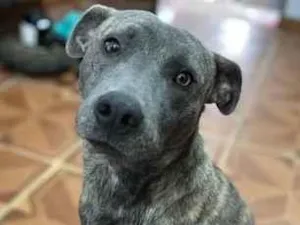 Cachorro raça SRD-ViraLata idade 1 ano nome Jeffinho