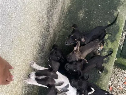Cachorro raça SRD-ViraLata idade 2 a 6 meses nome Não tem nome 