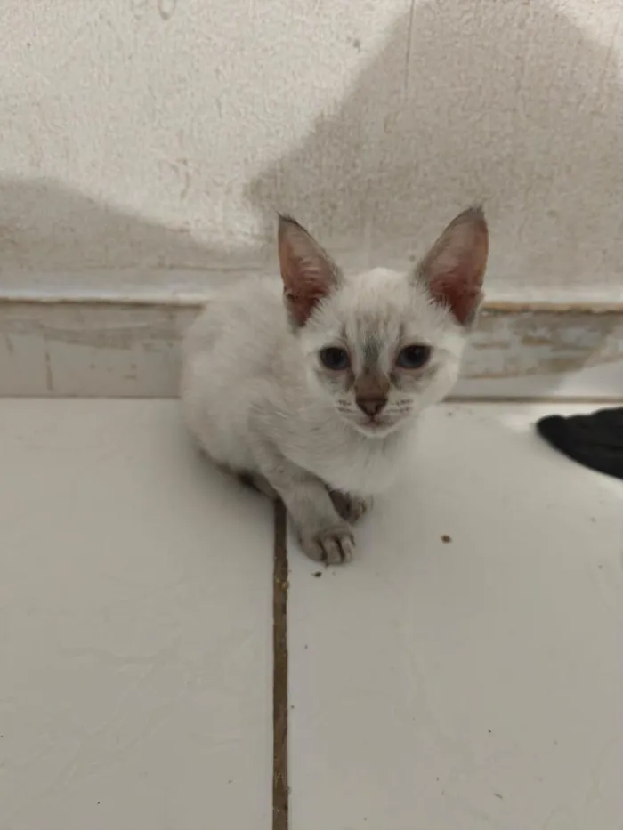 Gato raça SRD-ViraLata idade Abaixo de 2 meses nome Cristal