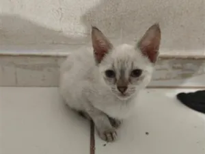 Gato raça SRD-ViraLata idade Abaixo de 2 meses nome Cristal