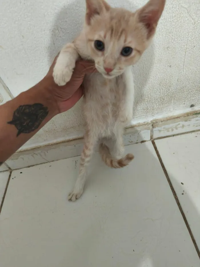 Gato raça SRD-ViraLata idade 2 a 6 meses nome Leo