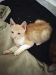 Leo