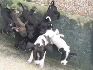 Cachorro raça SRD-ViraLata idade 2 a 6 meses nome Não tem nome 