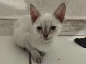 Gato raça SRD-ViraLata idade Abaixo de 2 meses nome Cristal