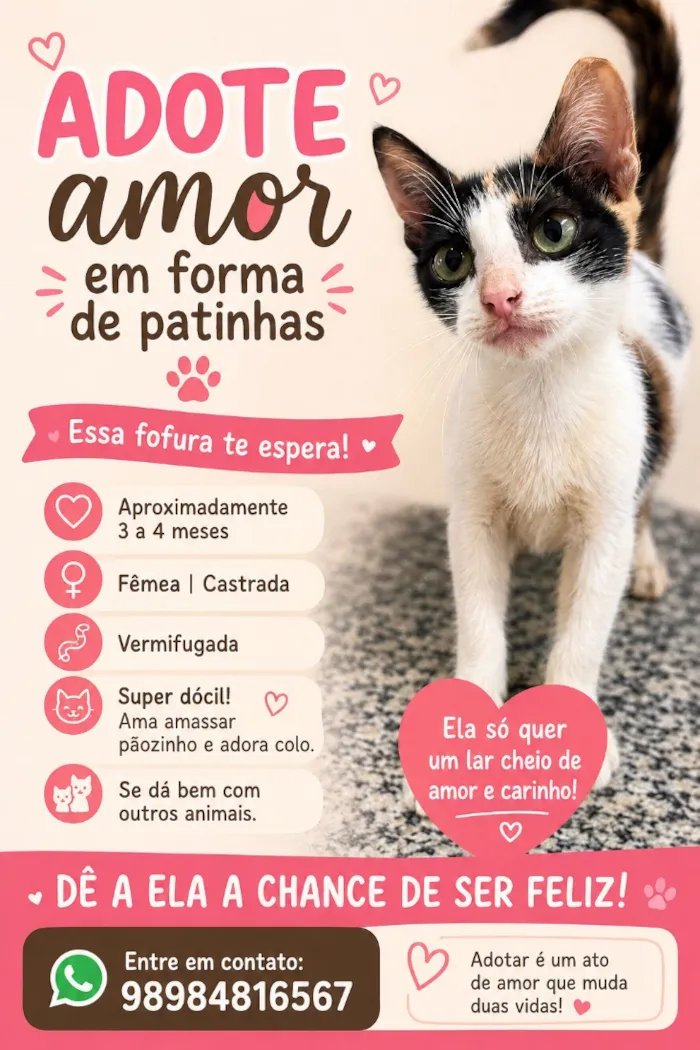 Gato raça SRD-ViraLata idade 2 a 6 meses nome Sem nome