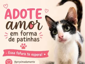 Gato raça SRD-ViraLata idade 2 a 6 meses nome Sem nome