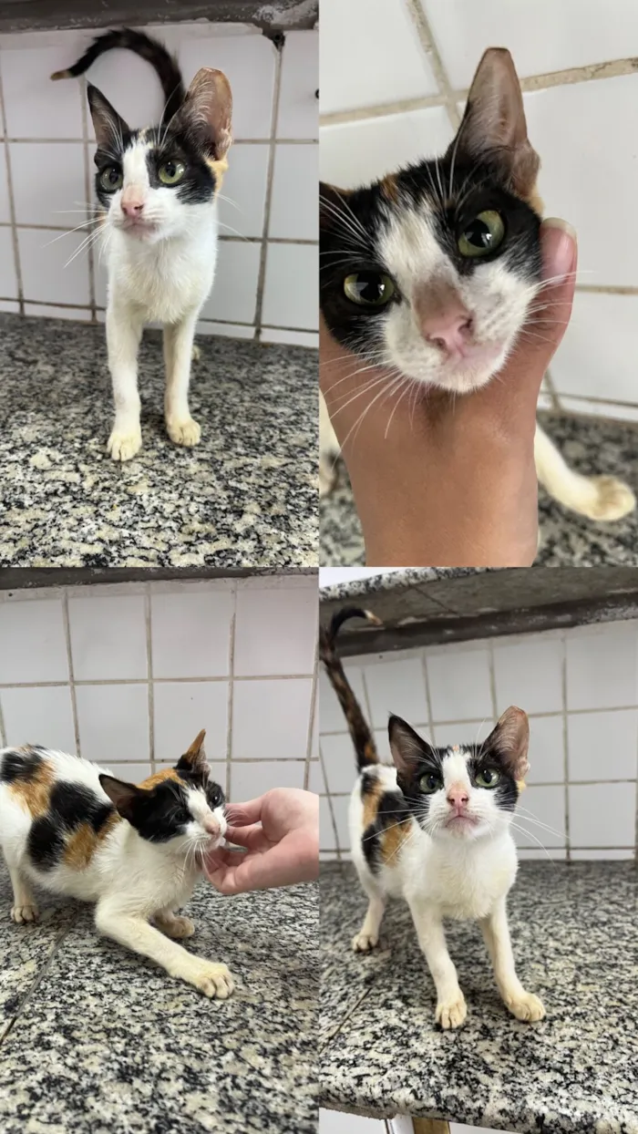 Gato raça SRD-ViraLata idade 2 a 6 meses nome Sem nome