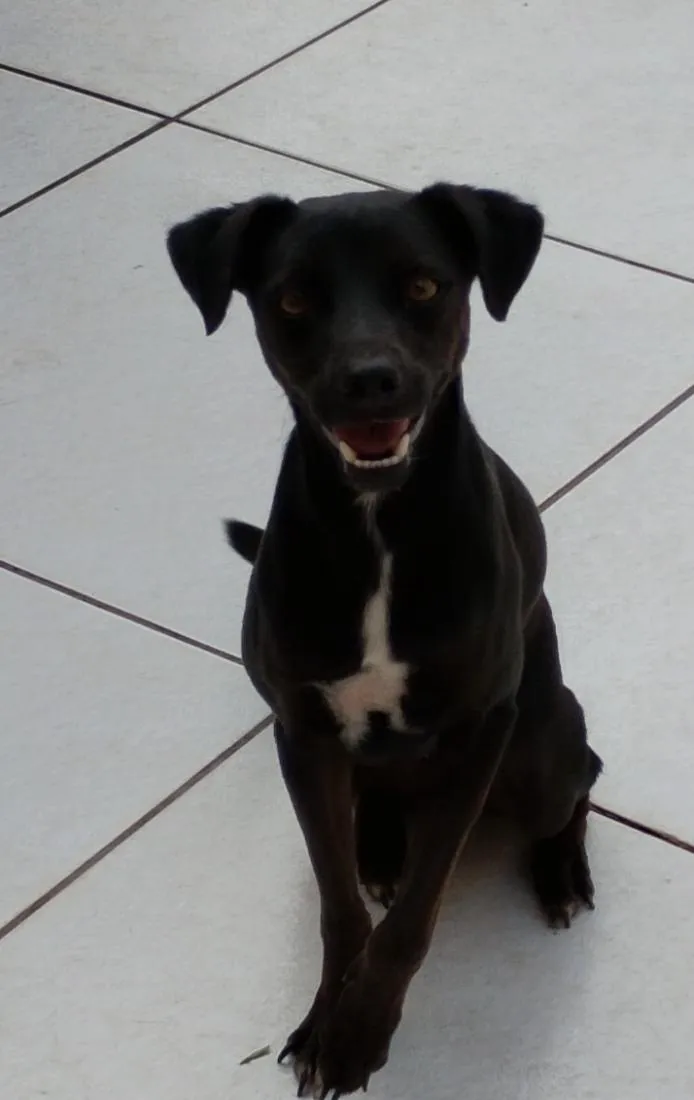 Cachorro raça SRD-ViraLata idade 2 anos nome Nagib