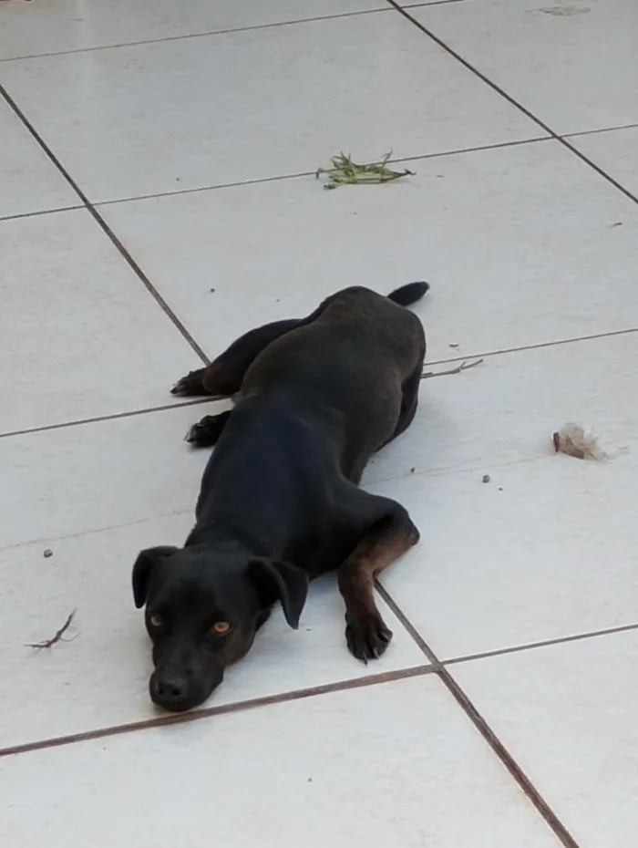 Cachorro raça SRD-ViraLata idade 2 anos nome Nagib