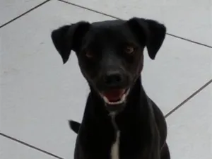 Cachorro raça SRD-ViraLata idade 2 anos nome Nagib