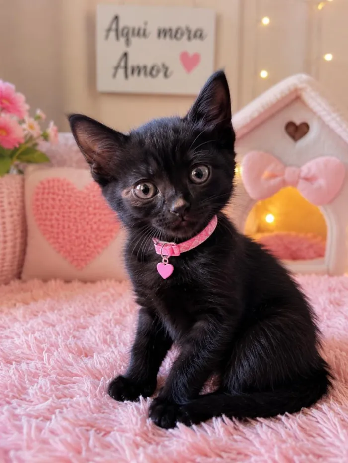 Gato raça SRD-ViraLata idade 2 a 6 meses nome Ritinha
