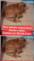 Caramelo