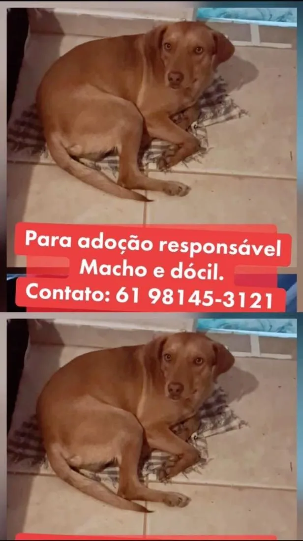 Cachorro raça SRD-ViraLata idade 2 anos nome Caramelo