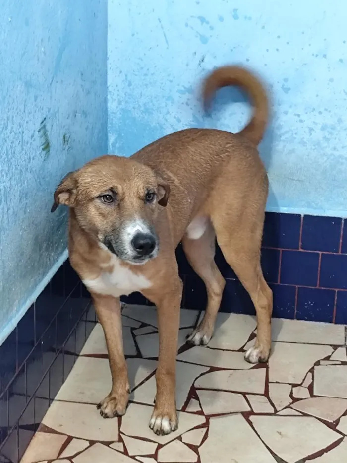 Cachorro raça SRD-ViraLata idade 1 ano nome Thor