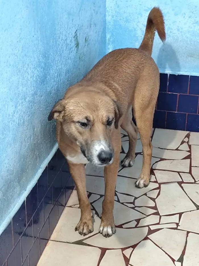 Cachorro raça SRD-ViraLata idade 1 ano nome Thor