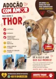 Thor
