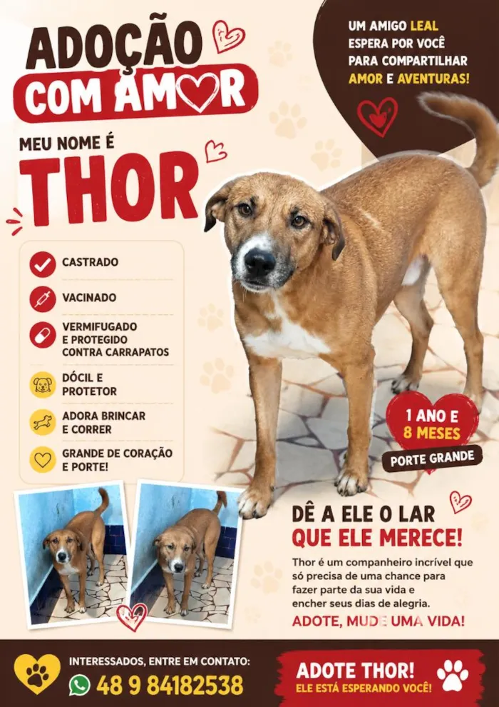 Cachorro raça SRD-ViraLata idade 1 ano nome Thor