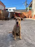 Amora