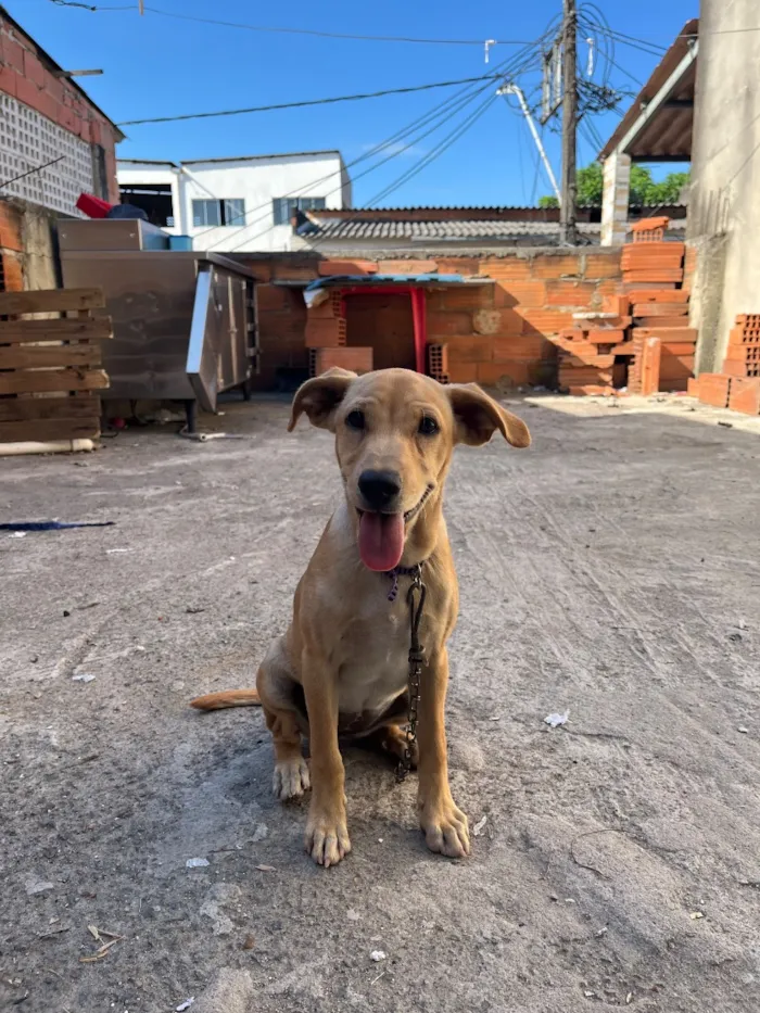 Cachorro raça SRD-ViraLata idade 2 a 6 meses nome Amora