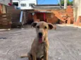 Amora