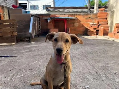 Cachorro raça SRD-ViraLata idade 2 a 6 meses nome Amora