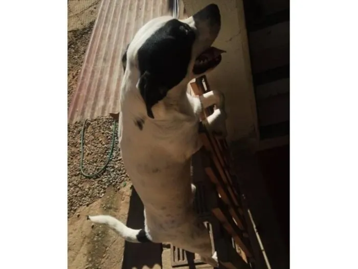 Cachorro raça SRD-ViraLata idade 1 ano nome Duck
