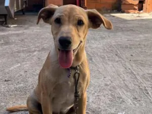 Cachorro raça SRD-ViraLata idade 2 a 6 meses nome Amora