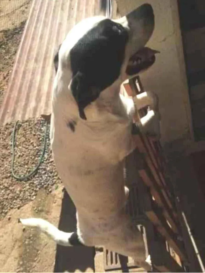 Cachorro raça SRD-ViraLata idade 1 ano nome Duck