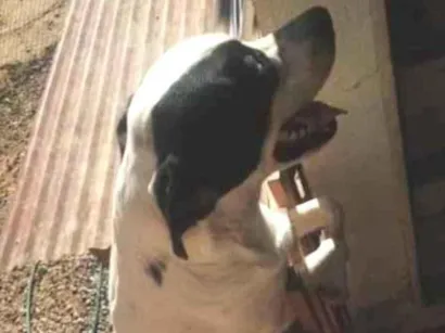Cachorro raça SRD-ViraLata idade 1 ano nome Duck