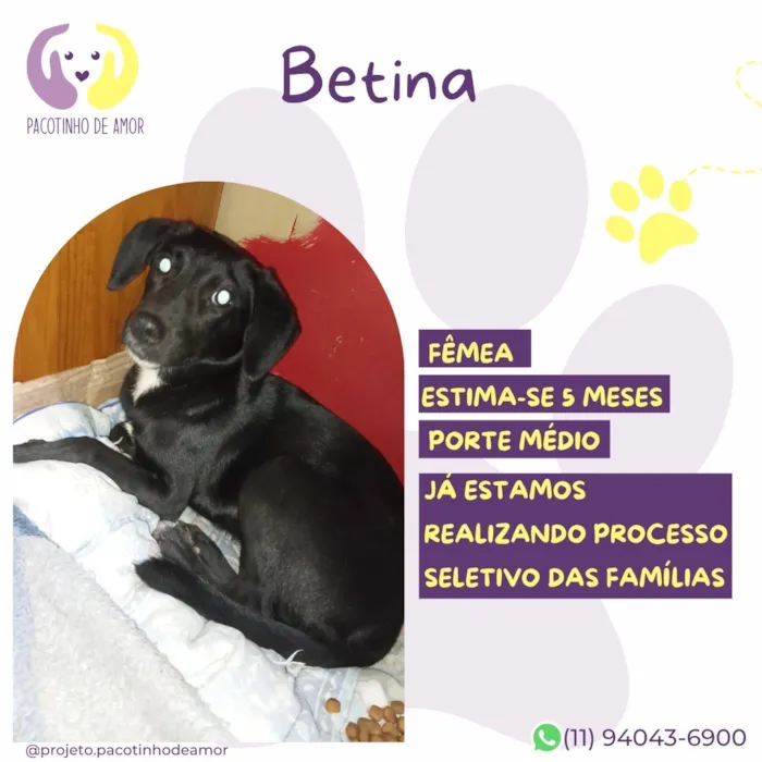Cachorro raça SRD-ViraLata idade 2 a 6 meses nome Betina