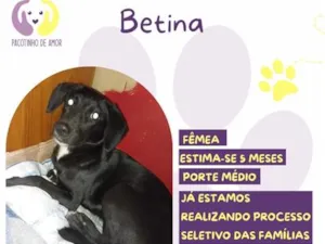 Cachorro raça SRD-ViraLata idade 2 a 6 meses nome Betina