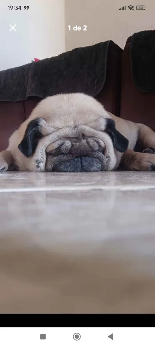 Cachorro raça SRD-ViraLata idade 6 ou mais anos nome MEG