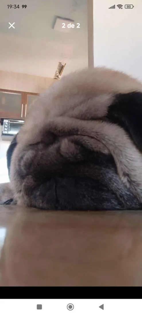 Cachorro raça SRD-ViraLata idade 6 ou mais anos nome MEG