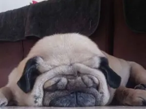 Cachorro raça SRD-ViraLata idade 6 ou mais anos nome MEG